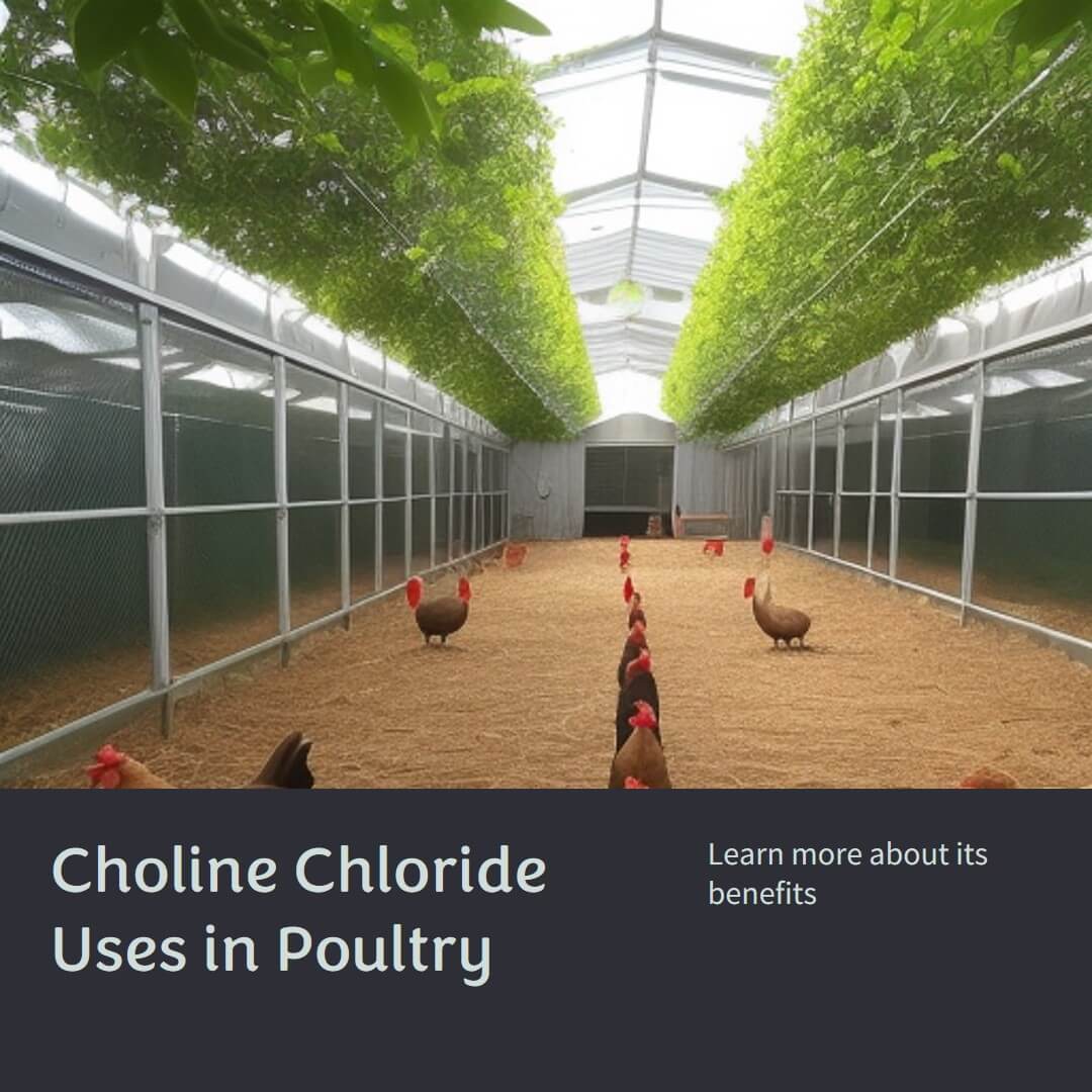 choline chloride uses in poultry (1)