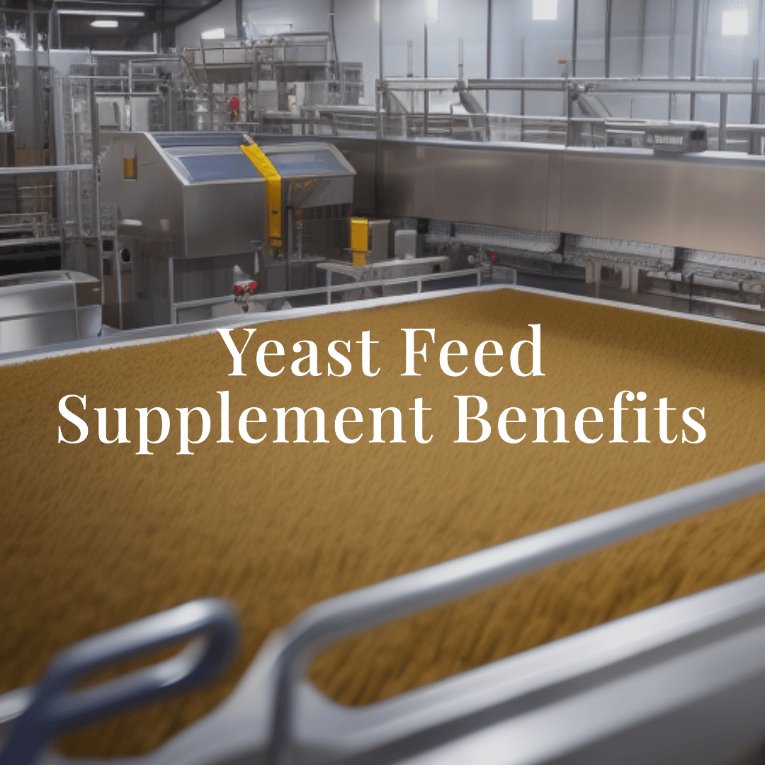 feed yeast