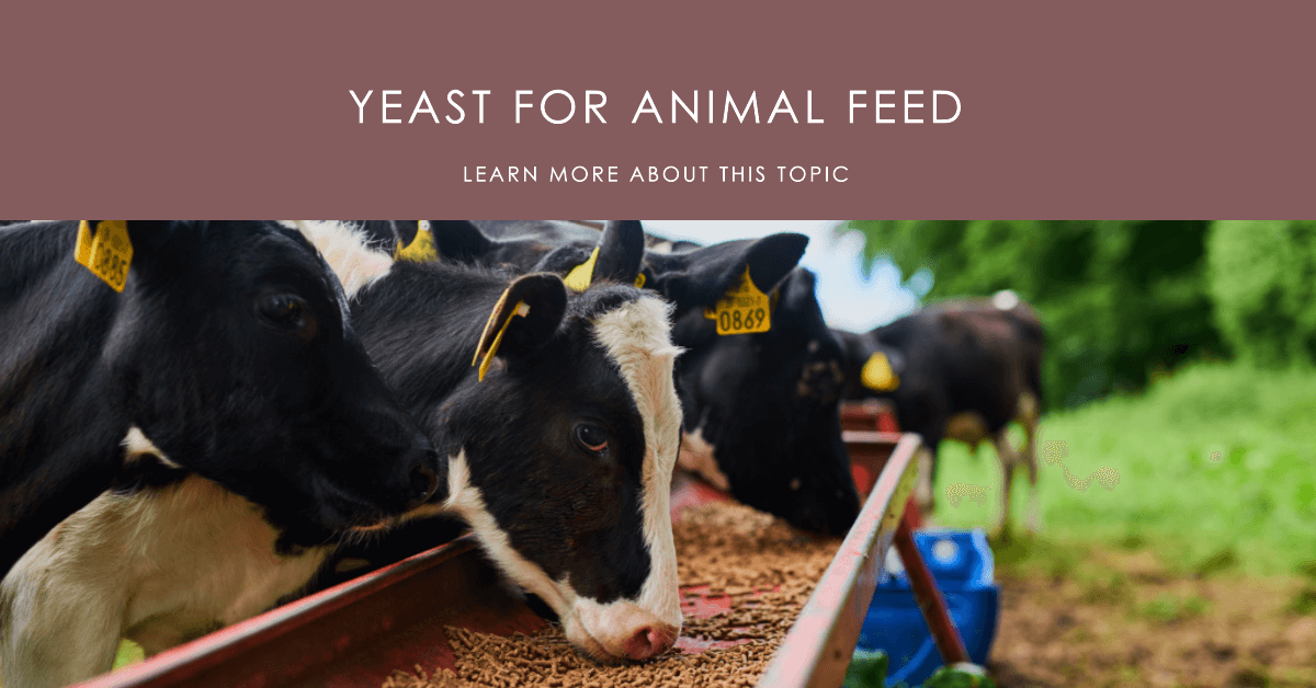 yeast for animal feed